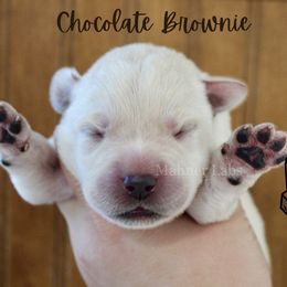 Chocolate Brownie - Yellow male Labrador Retriever puppy in Tomahawk, Wisconsin from Mahner Labs