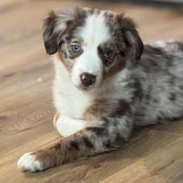 Miniature Australian Shepherd Puppies from Highland Hills Mini Aussies