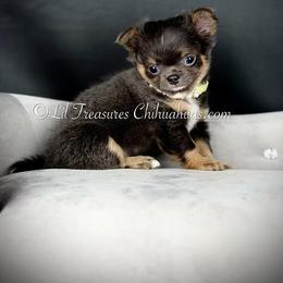 Zack - Blue male Chihuahua puppy in Anderson, South Carolina from Lil Treasures Chihuahuas