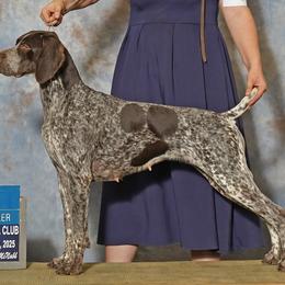 German Shorthaired Pointers from SmokePoint GSPs