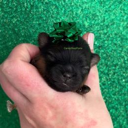 Flirt x Easy Male - Red sable male Pomeranian puppy in Lehi, Utah from Candy Shop Poms