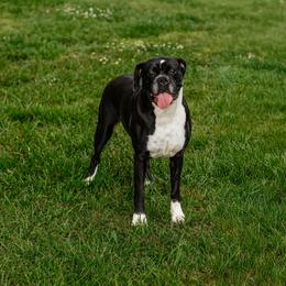 Raven - Boxer