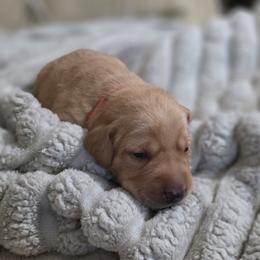 Boy 3 - Yellow male Labrador Retriever puppy in Grand Rivers, Kentucky from Big Water Dreams Retrievers