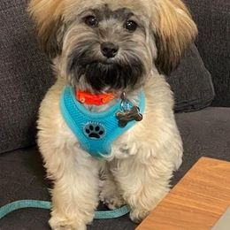 Maltipoo Puppies from Hearthside Meadow
