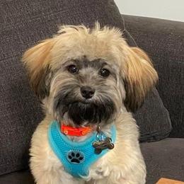 Maltipoo Puppies from Hearthside Meadow