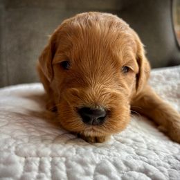Boy 3 - Red  male Goldendoodle puppy in Mattawan, Michigan from Doodifuldoods