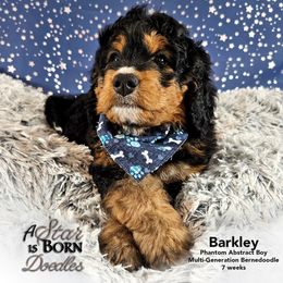 Bernedoodle Puppies from A Star is Born Doodles