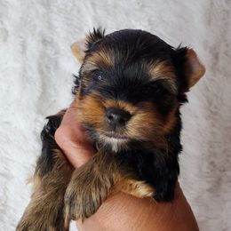 Yorkshire Terrier Puppies from Pixieland Yorkshire Terriers
