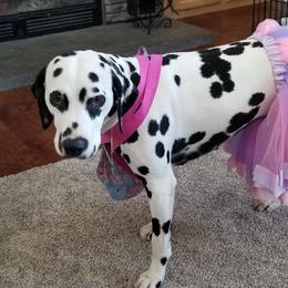 Dixie - Dalmatian