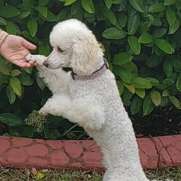 Daisy - Poodle