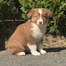 Whopper- rtm8 - Red tri-color male Australian Shepherd puppy in Chehalis, Washington from Wandering Acres Ranch