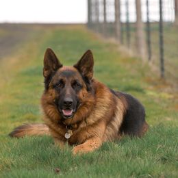 Toby - German Shepherd