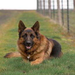 Toby - German Shepherd
