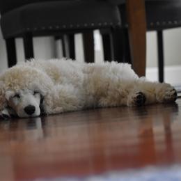 Poodle puppies from Endeavor Standard Poodles