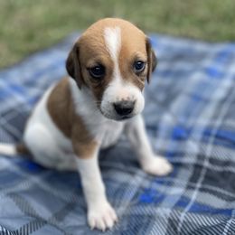 Girl 1 - American Foxhound puppy in Waxhaw, North Carolina from Setting Sun Kennel