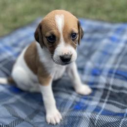 Girl 1 - American Foxhound puppy in Waxhaw, North Carolina from Setting Sun Kennel