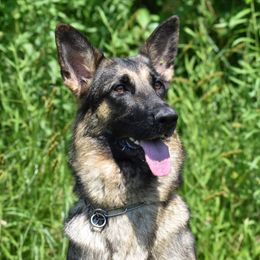 German Shepherds from Maska Honi Working German Shepherds