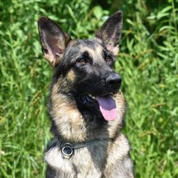 German Shepherds from Maska Honi Working German Shepherds