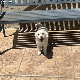 Lulu - Maltipoo