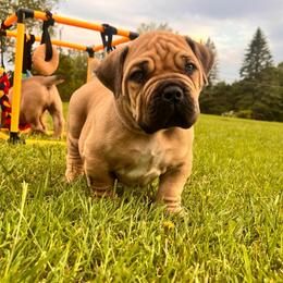 Light Green - Fawn male Boerboel puppy in Callicoon, New York from Southern Pride Boerboels