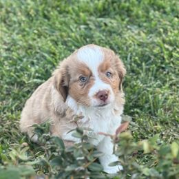 Boy 3 - Red merle male Miniature Australian Shepherd puppy in Amarillo, Texas from Duclops Ranch Aussies
