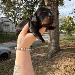 Crow - Black and tan male Dachshund puppy in Joplin, Missouri from Dreamy dachshunds