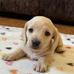 Crème brûlée - Cream female Dachshund puppy in New Mexico from Long Dog Ranch