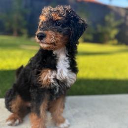 Mr. Blue - Black phantom male Aussiedoodle puppy in San Antonio, Texas from Lovable Doodles SA