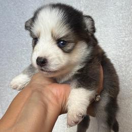 August - Tri-color male Pomsky puppy in Mc Minnville, Oregon from West Coast Pomskies