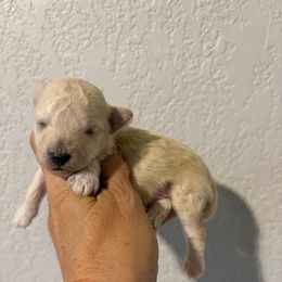 Henry - Cream male Poodle puppy in Queen Creek, Arizona from Prestigious Toy Poodles