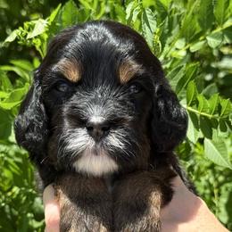 Cora - Tri-color female Cavapoo puppy in Tucson, Arizona from Adored Poodle & Doodles