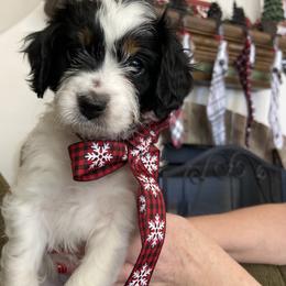 Cavalier King Charles Spaniel, Cavapoo, and Goldendoodle Puppies from Simply Sweet Paws. LLC