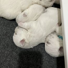 West Highland White Terrier All Grown Up from Northshore Chicago Westies