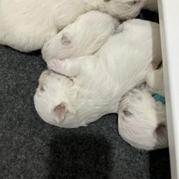 West Highland White Terrier All Grown Up from Northshore Chicago Westies