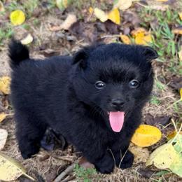 Raven - Black female Pomeranian puppy in Raymondville, Missouri from Pampered Pomskies