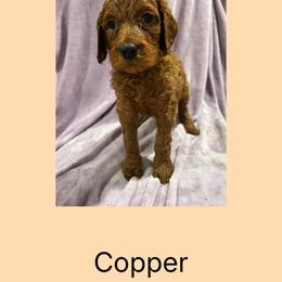 Copper - Red male Irish Doodle puppy in Harrisburg, Arkansas from Ransone’s Ridge Runners Poodles and Doodles
