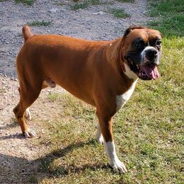 Sargent Gunny Glover - Boxer