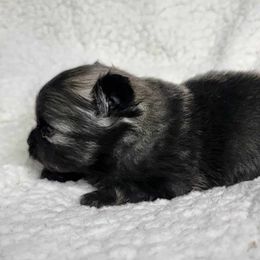 Pomeranian Puppies from JaElle Pomeranians