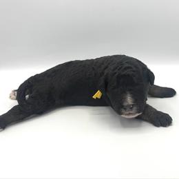 Skipper - Phantom male Bernedoodle puppy in Pulaski, Tennessee from Doodle My Heart