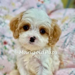 Evan - Blenheim male Cavapoo puppy in Liberty, Missouri from Marigold Pups
