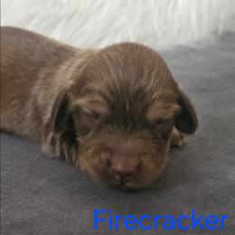 Firecracker - Chocolate and tan male Dachshund puppy in Citra, Florida from My Loyal Treasures