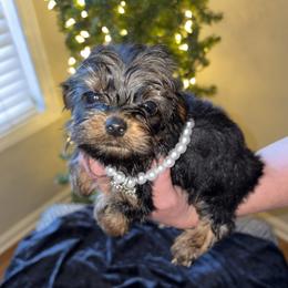 GIRL 1 - Black and tan female Yorkshire Terrier puppy in Loganville, Georgia from The Doggy Empire