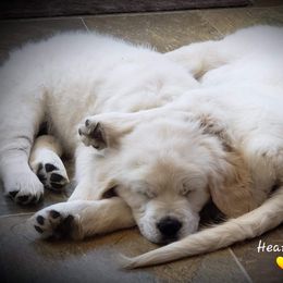 Golden Retriever Puppies from Hearts Of Gold Retrievers LLC