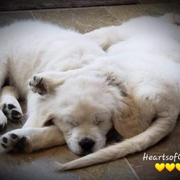 Golden Retriever Puppies from Hearts Of Gold Retrievers LLC