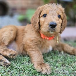 Goldendoodle Puppies from Hawkins Heritage Goldendoodles