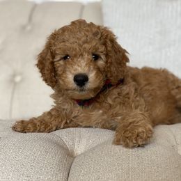 Labradoodle Puppies from Ruby Doo’s Doodles