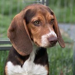 Beagles from Westwood Beagles