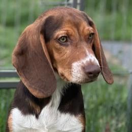 Beagles from Westwood Beagles