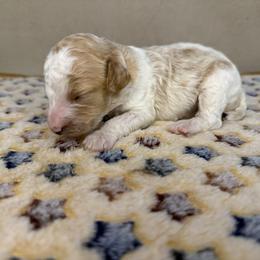 North - Parti male Poodle puppy in Stilwell, Oklahoma from LR&R Dog Co.