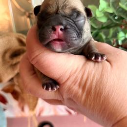Scotch - Fawn male French Bulldog puppy in Washington, Pennsylvania from Crooked Pine French Bulldogs